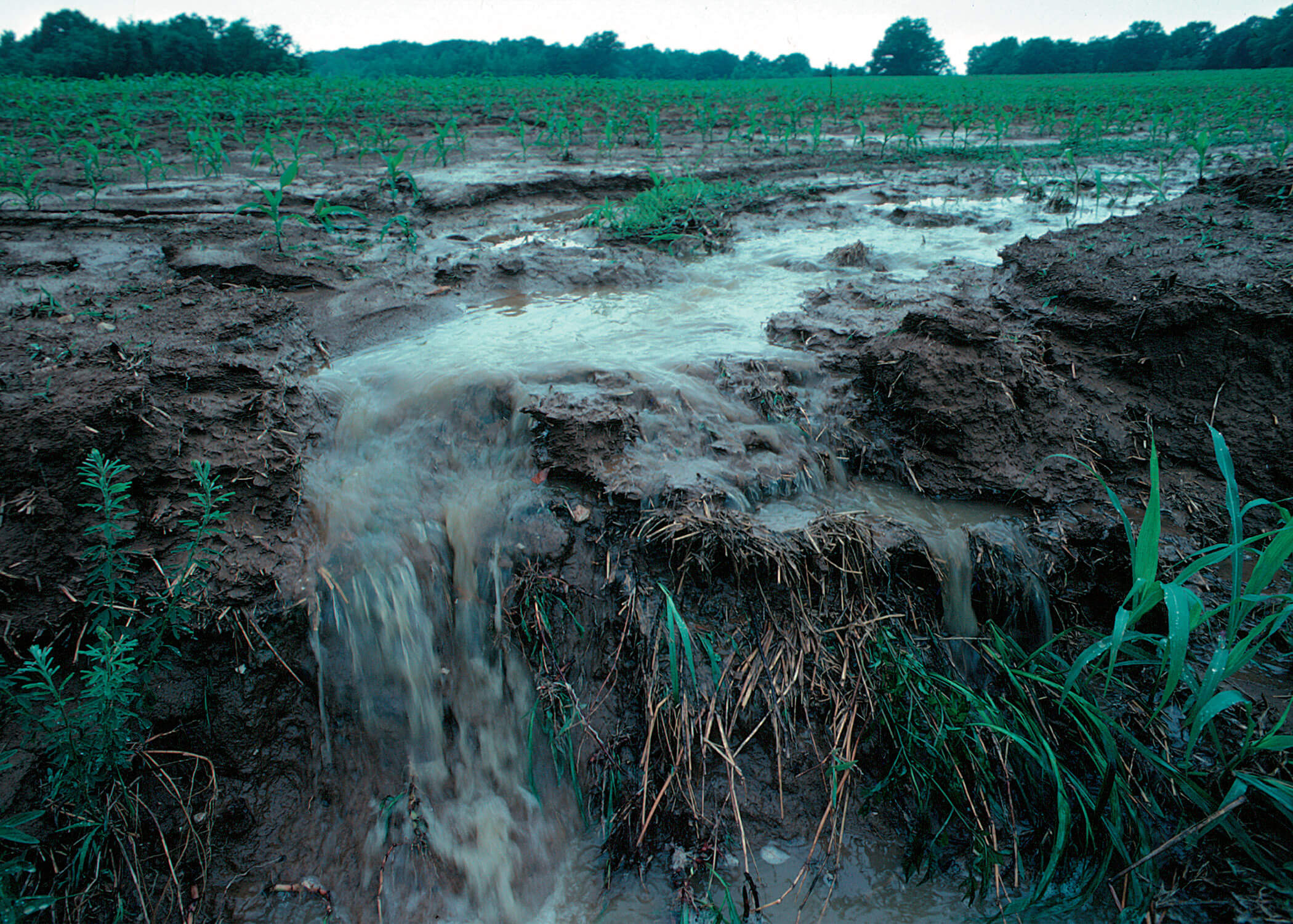 Runoff of soil & fertilizer